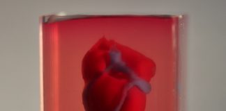First 3D Printed Vascularized Heart