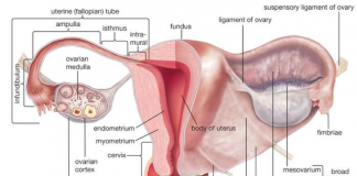 Half – virgin pregnant!