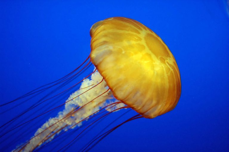 Can Jellyfish kill humans? MEDizzy Journal
