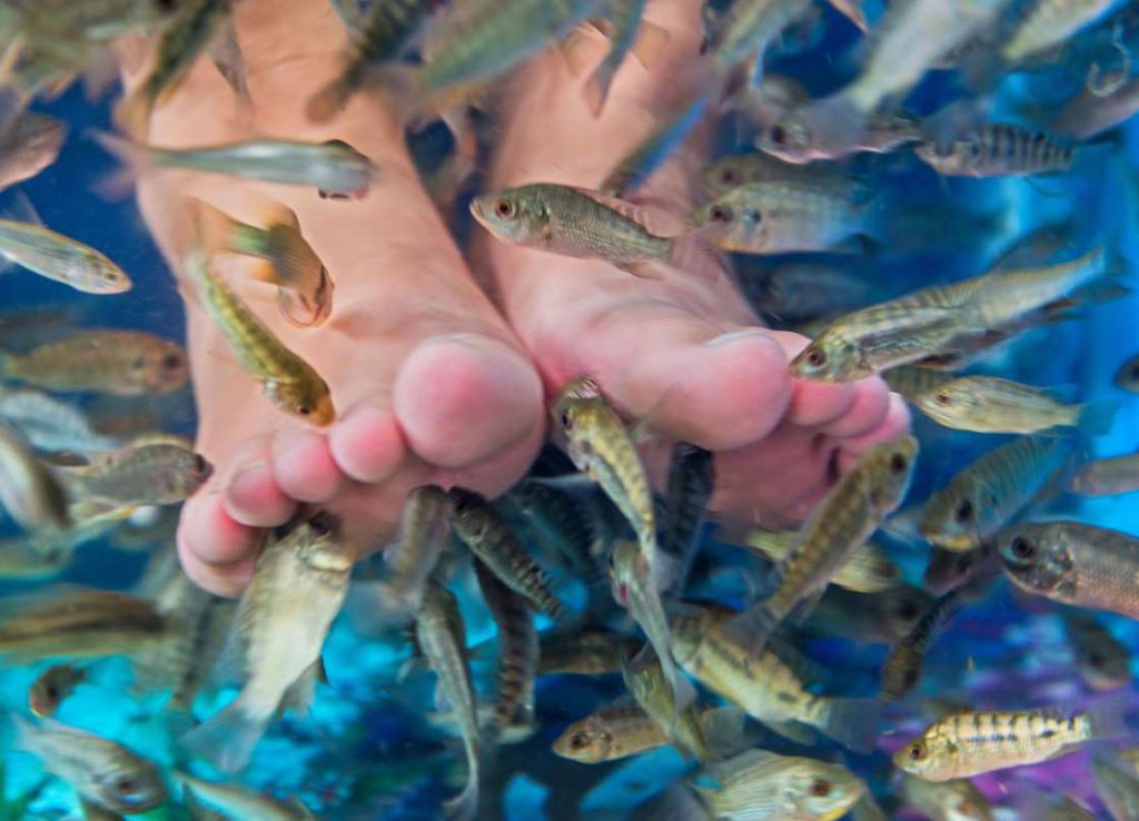 Are Fish Pedicures Safe? MEDizzy Journal
