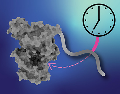 Delayed Sleep Phase Disorder: This illustration shows a “pocket” in the clock protein complex where binding of the “tail” of the cryptochrome protein helps regulate the timing of the biological clock. 