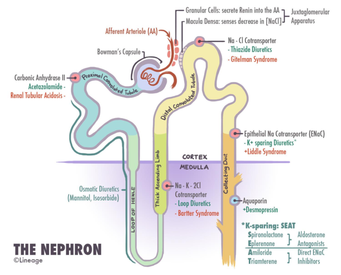 Gitelman Syndrome