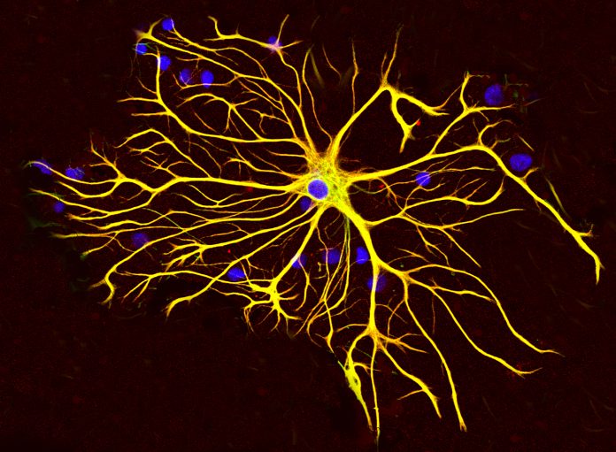 Astrocytes Linked to Depression