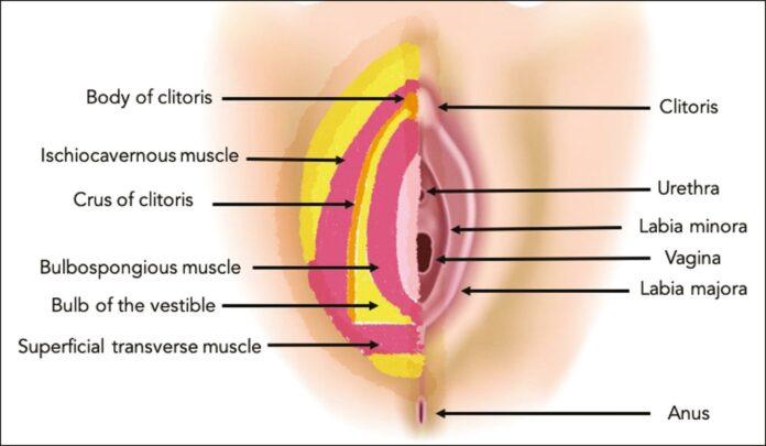 Vulvar Cancer