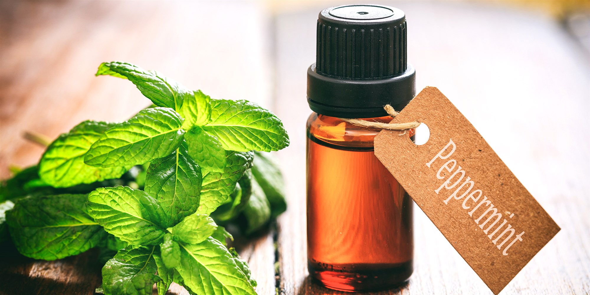 What Can Peppermint Oil Do When Ingested MEDizzy Journal