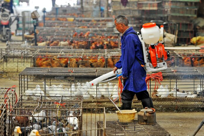 China bird flu