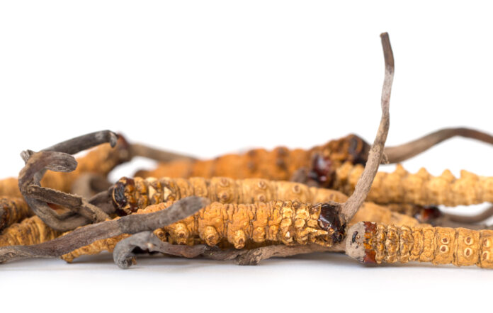 Caterpillar Fungus