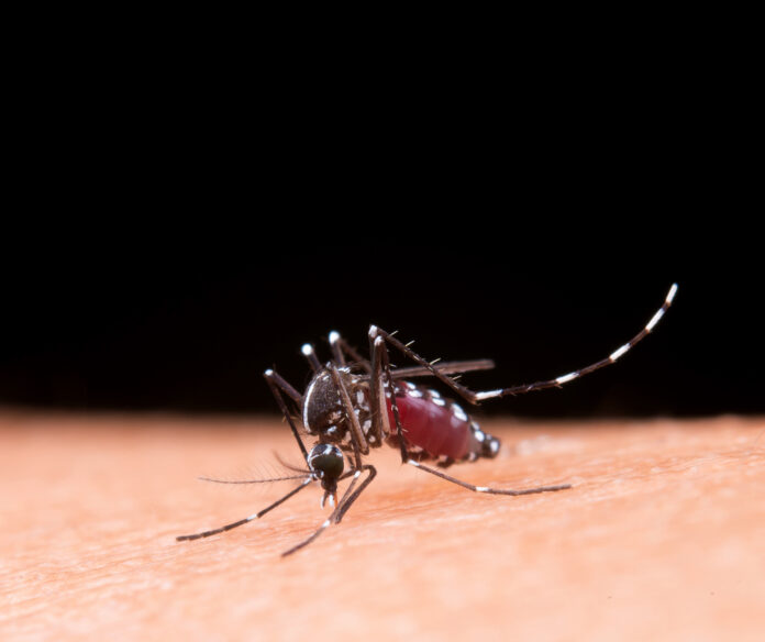 Malaria Mosquito