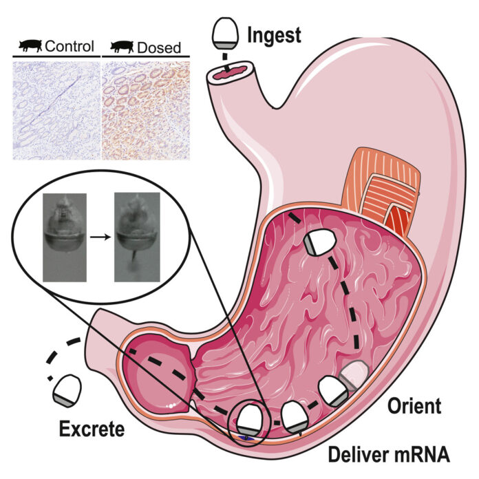 oral mRNA pills