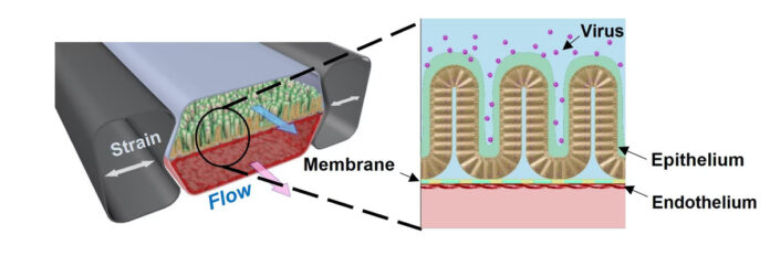 human intestine chip