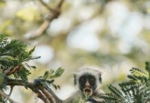 Pill Kills Ebola in Infected Monkey ebola